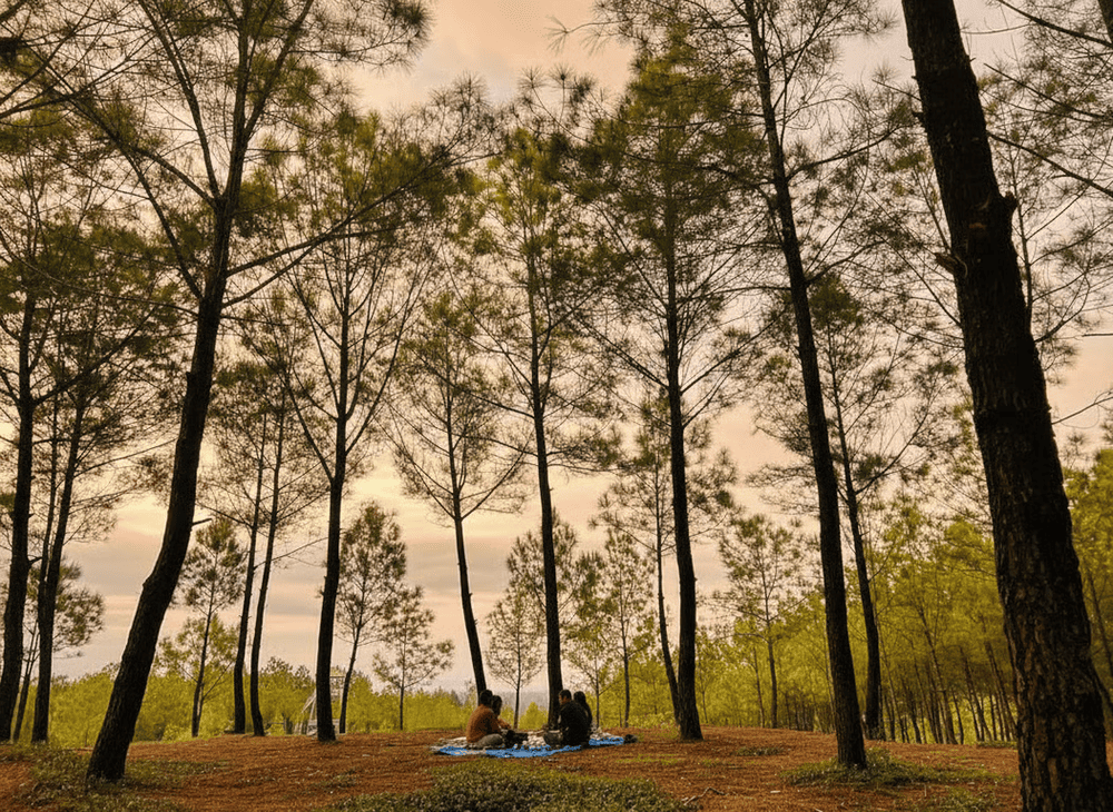 Đồi Vọng Cảnh l&agrave; địa điểm d&atilde; ngoại y&ecirc;u th&iacute;ch của nhiều gia đ&igrave;nh, cặp đ&ocirc;i v&agrave; nh&oacute;m bạn trẻ